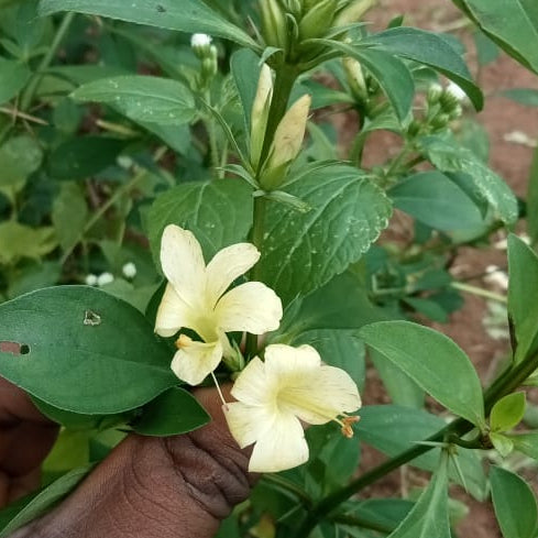 Thorn december Sandal flower plant