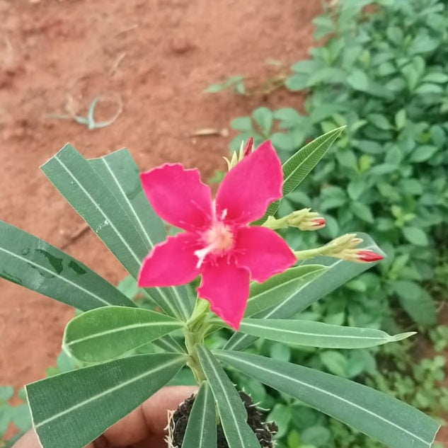 Nerium special pink plant (Arali deep pink plant )