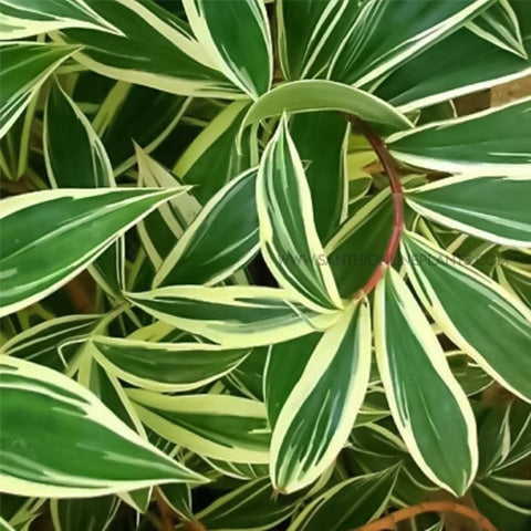 Insulin variegated