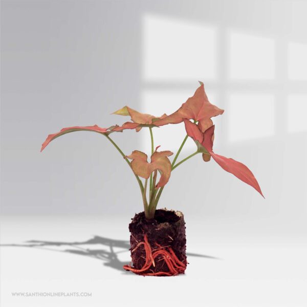 Syngonium Pink Schott