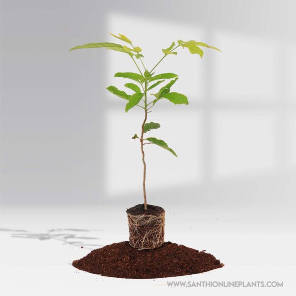 Strong Mahogany Tree