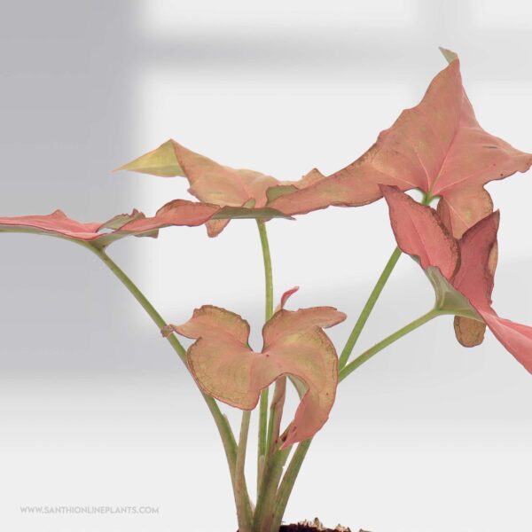 Syngonium Pink Schott