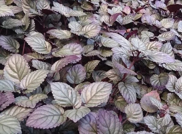 Murikooti plant: Beautiful Red Flame Ivy or Purple waffle plant Herb