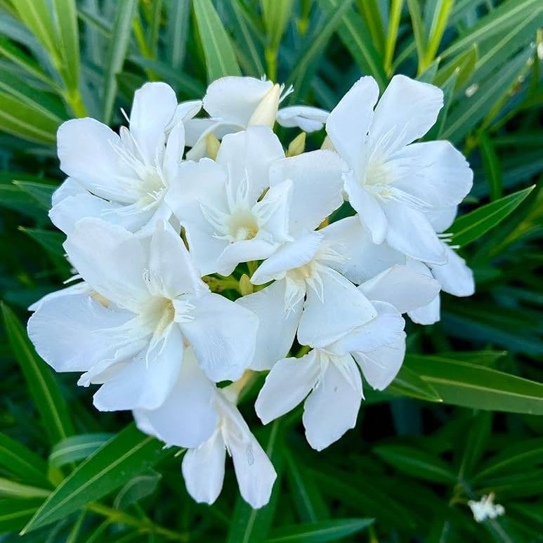 Nerium white plant