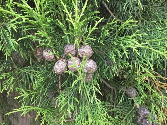 Perfect Pencil pine plant – Italian cypress