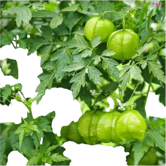 Mudakathan keerai - Balloon vine plant