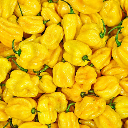 Ghee chilli seeds