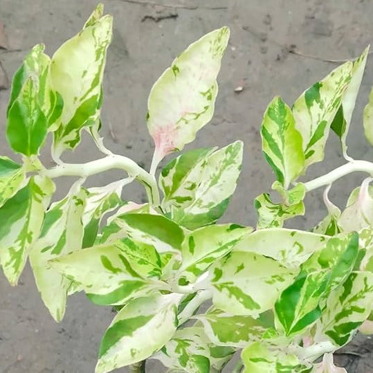 Euphorbia albino variegated plant