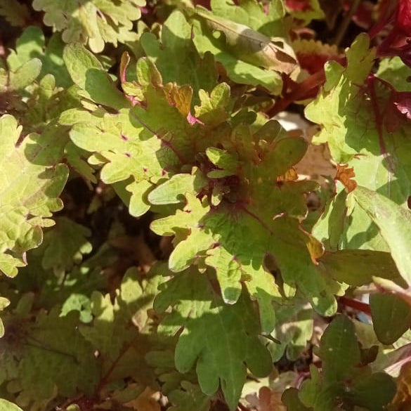 Coleus fringed green plant