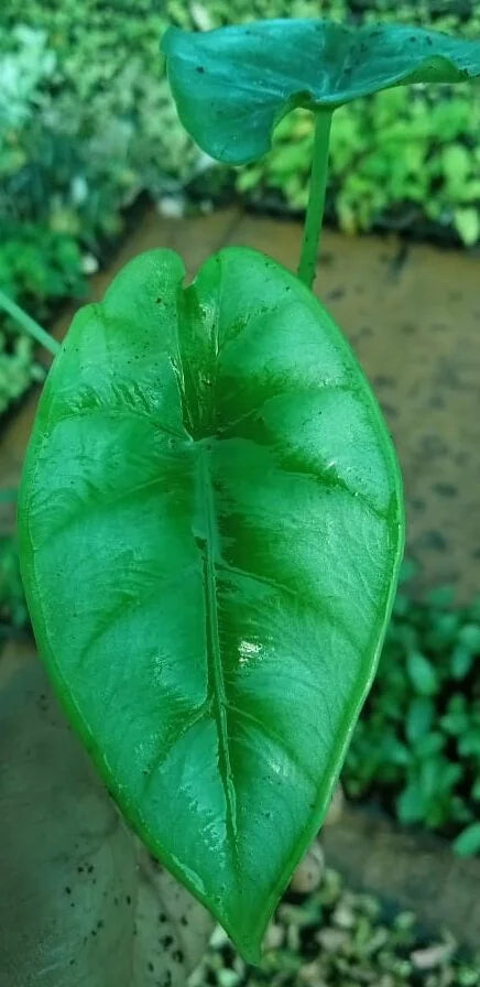 Alocasia reginae