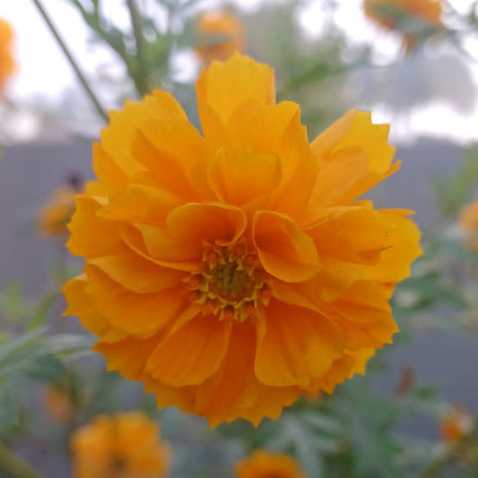 Orange cosmos multi petal seeds