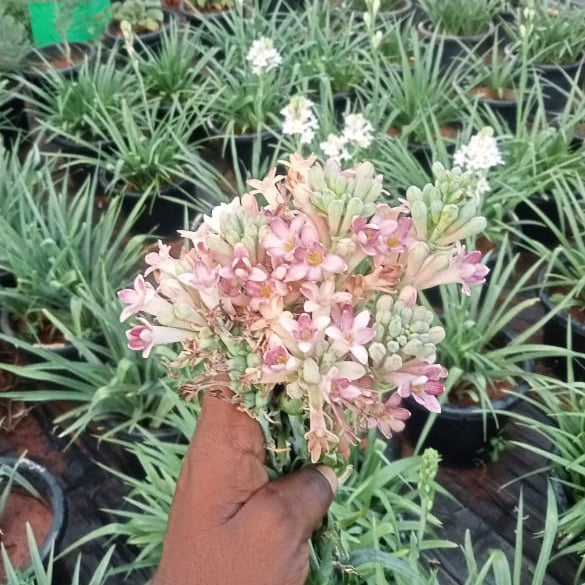 Tuberose cindrella bulb
