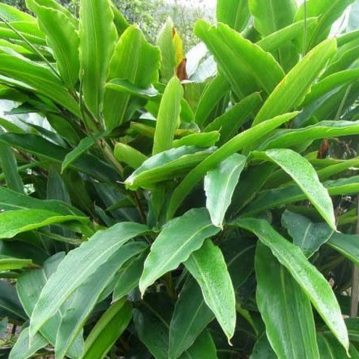 Alpinia officinarum - siththarathai plant