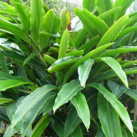 Alpinia officinarum - siththarathai plant