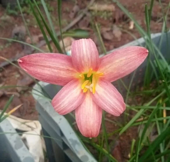 Rain lily ‘Rose perfection’ bulb