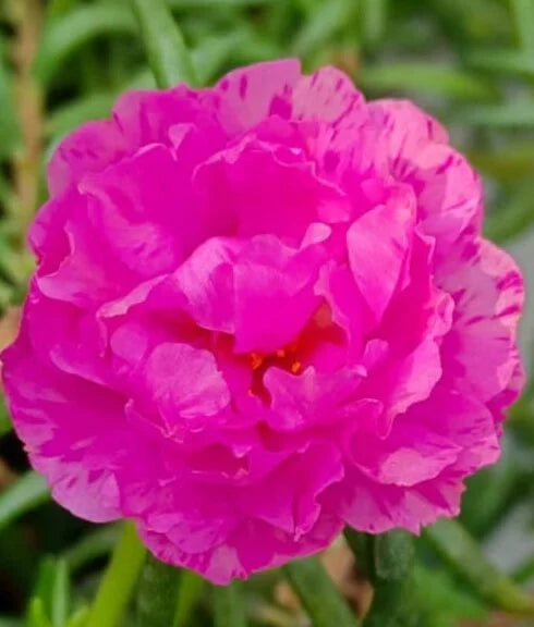 Portulaca 9’o clock baby rose with pink plant