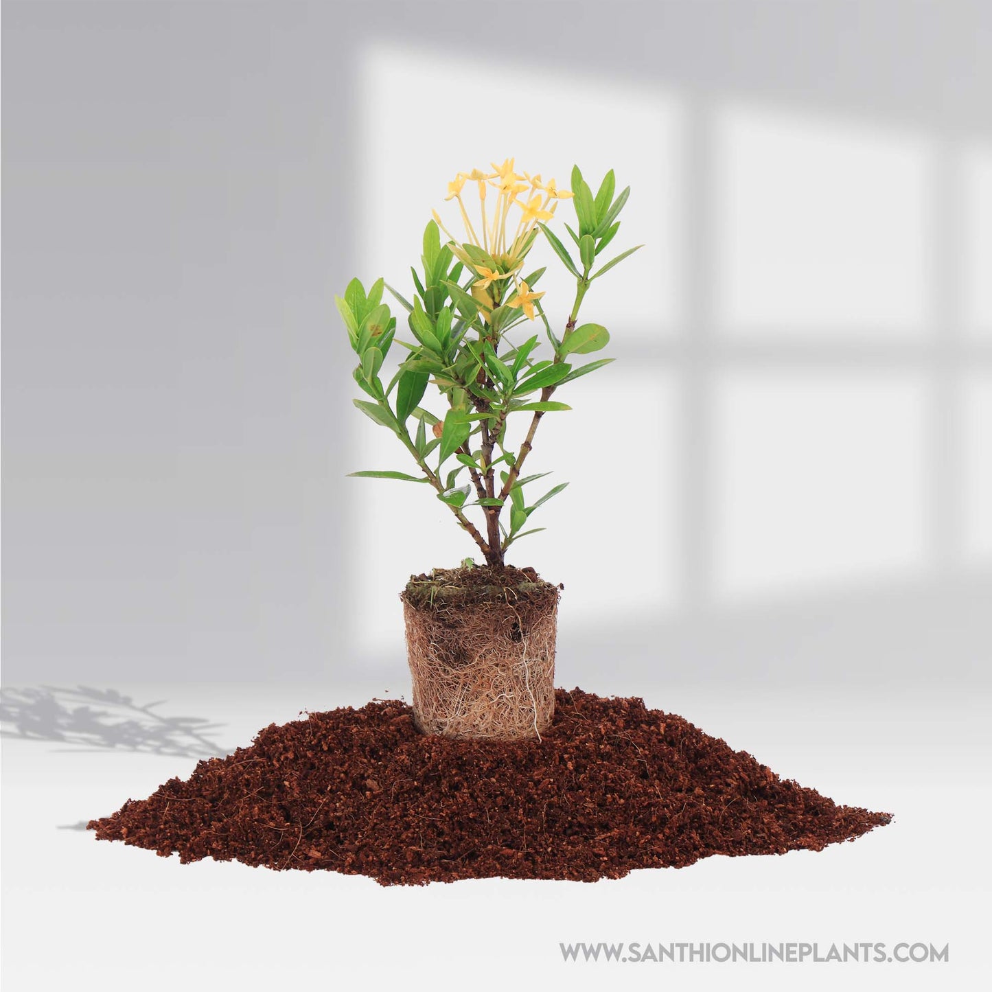 Mini Ixora Sandal flower Plant