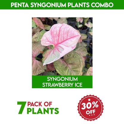 Penta syngonium plants combo