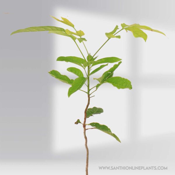Strong Mahogany Tree