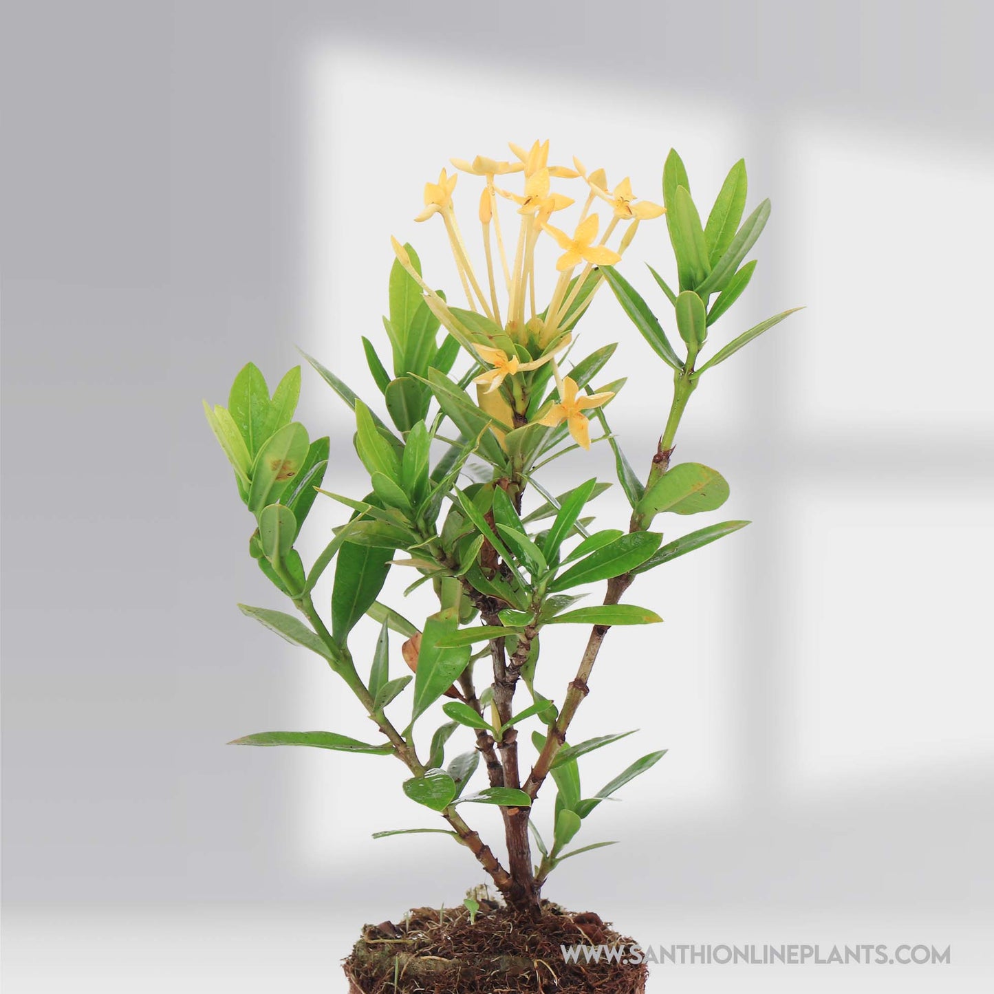 Mini Ixora Sandal flower Plant