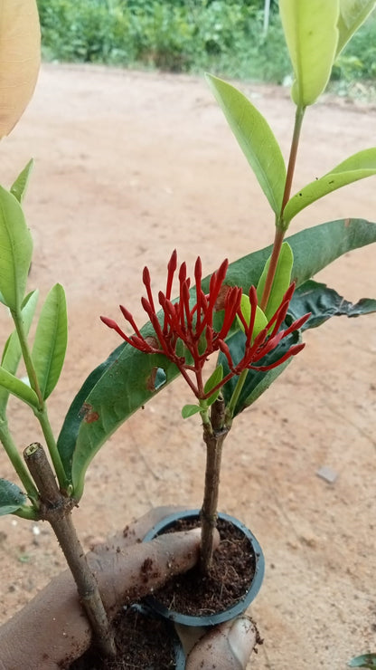 Beautiful Red ixora flower plant – Singapuri Ixora hybrid red