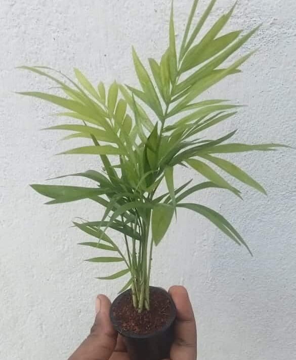 Chamaedorea palm plant(Table palm)