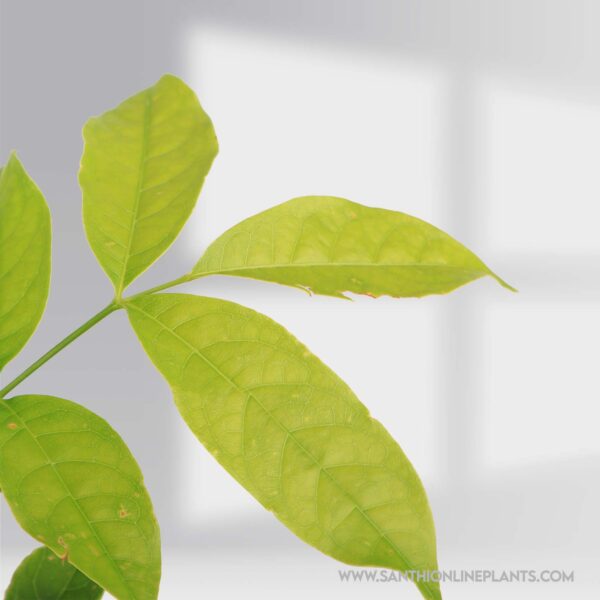 Strong Mahogany Tree