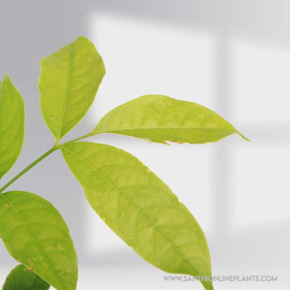 Strong Mahogany Tree
