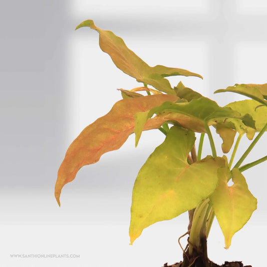 Syngonium ‘Pink butterfly’ plant