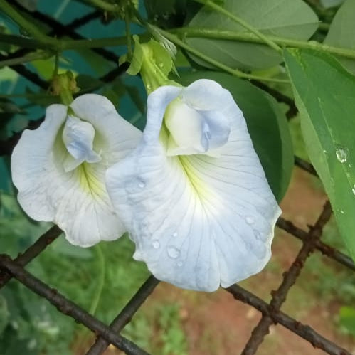 aparajita plant seeds online Aparajita new sky blue flower seeds – Santhi Online Plants