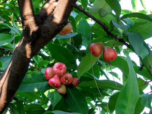Water Apple Red