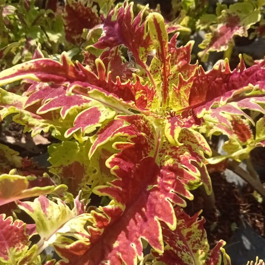 Coleus red dragon plant
