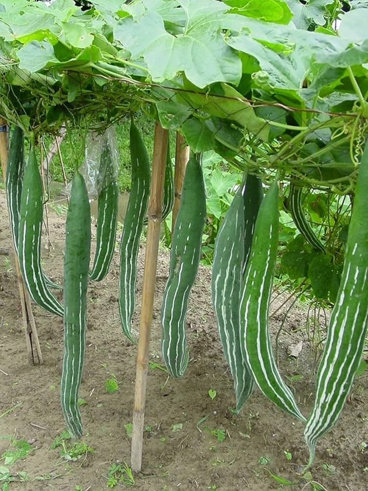 Long snake gourd seeds