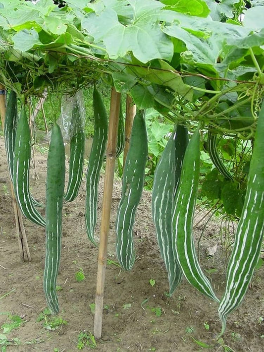 Long snake gourd seeds