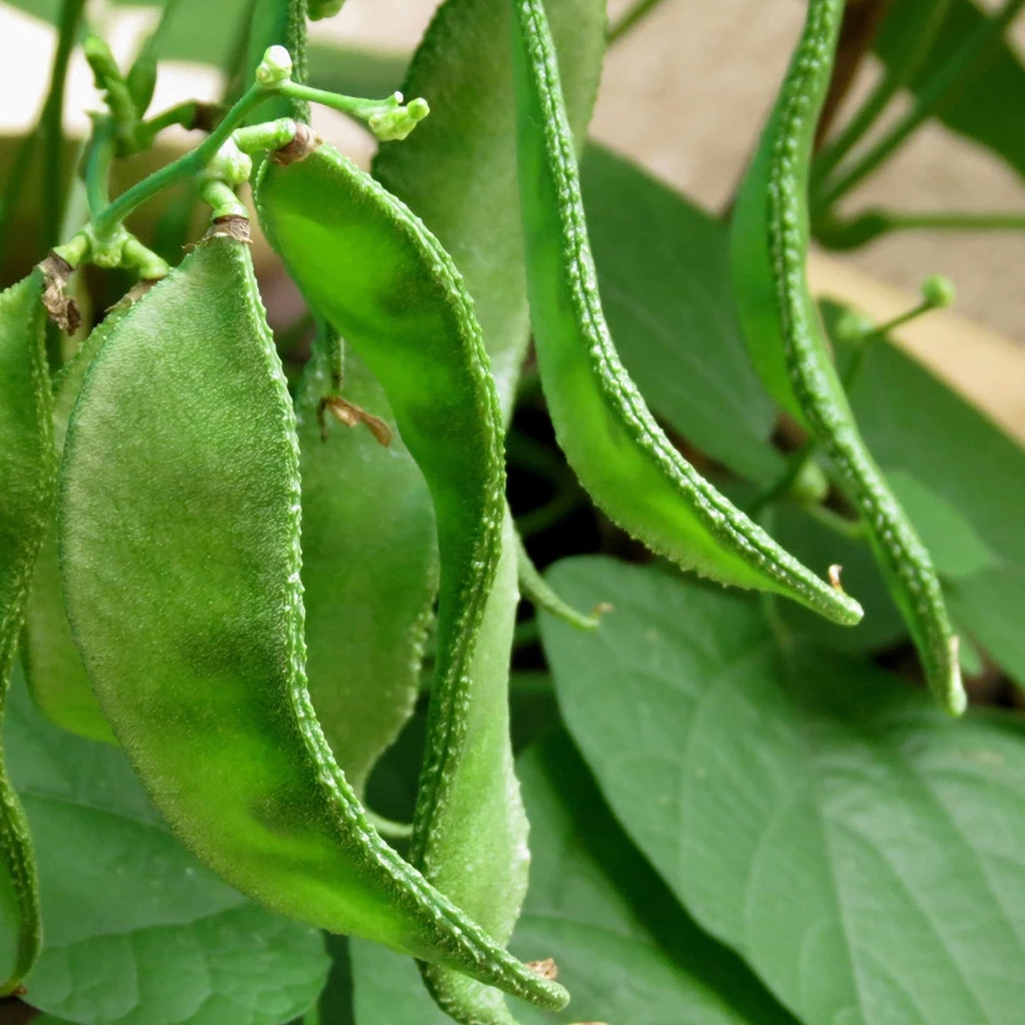 Green avarai seeds (Pachchai avarai)