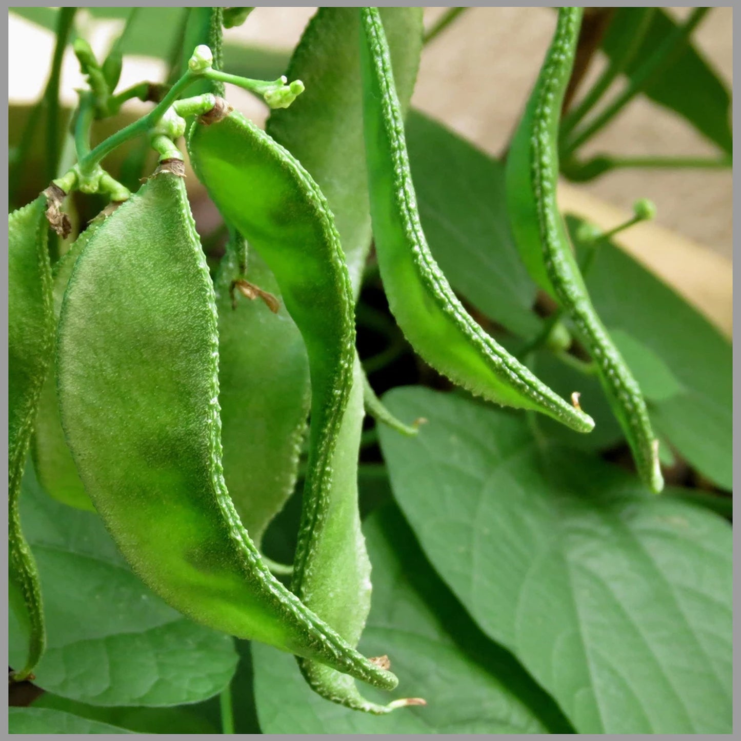 Pattai avarai seeds