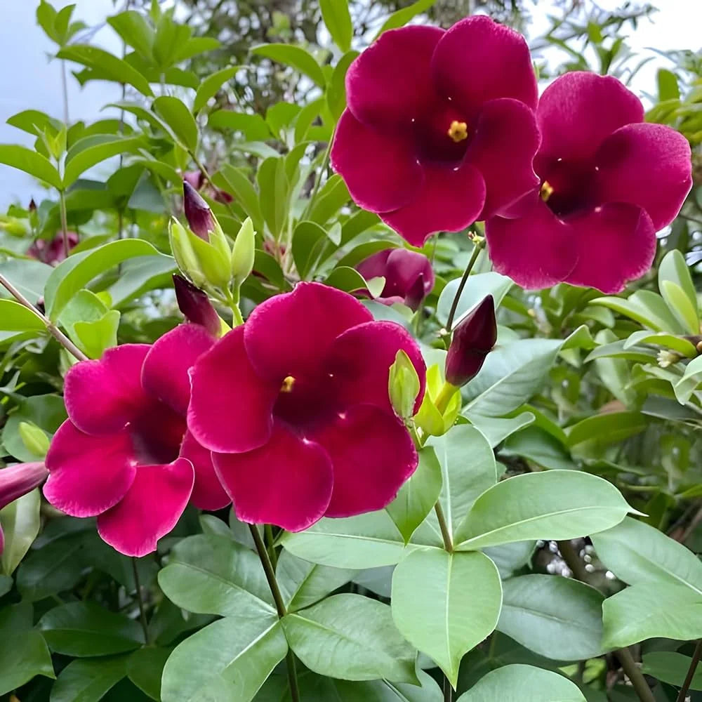 Allamanda Red Velvet : ''A Stunning Tropical Beauty''