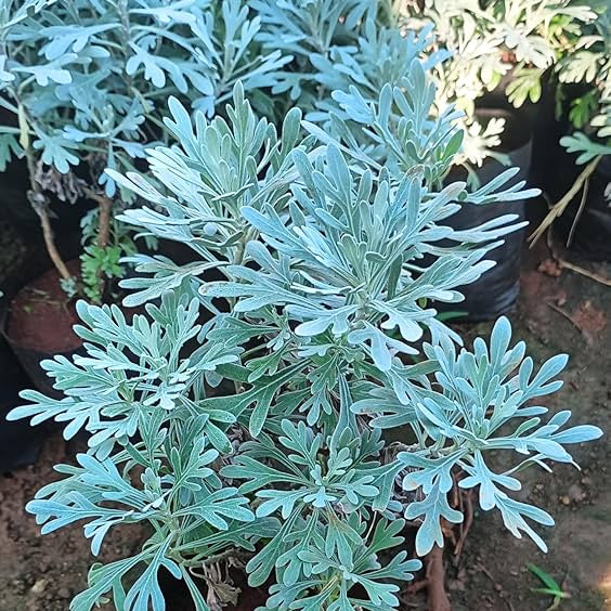 Artemisia 'silver leaf' - Silver dust plant