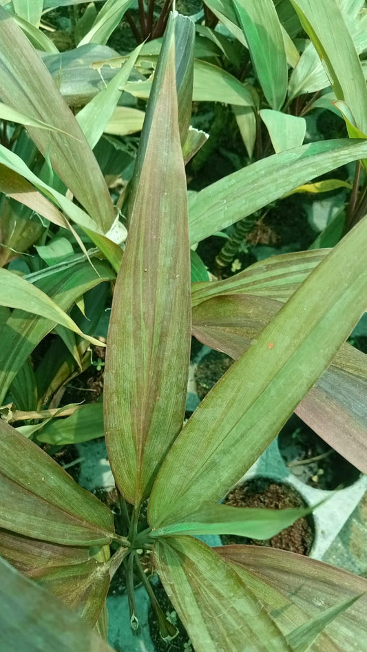 Cordyline Hilo rainbow plant