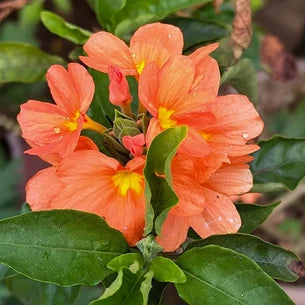 Crossandra seeds