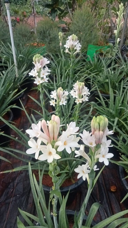 Tuberose Pink sensation bulb