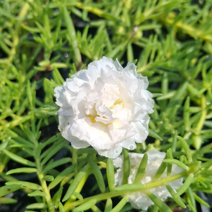 Portulaca 9’O Clock White