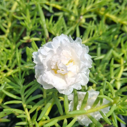 Portulaca 9’O Clock White