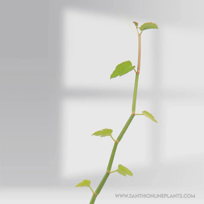 Uruttu Pirandai – Creeper