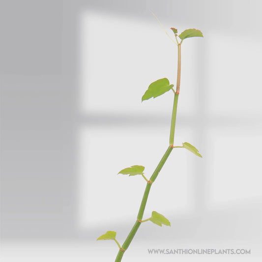 Uruttu Pirandai – Creeper