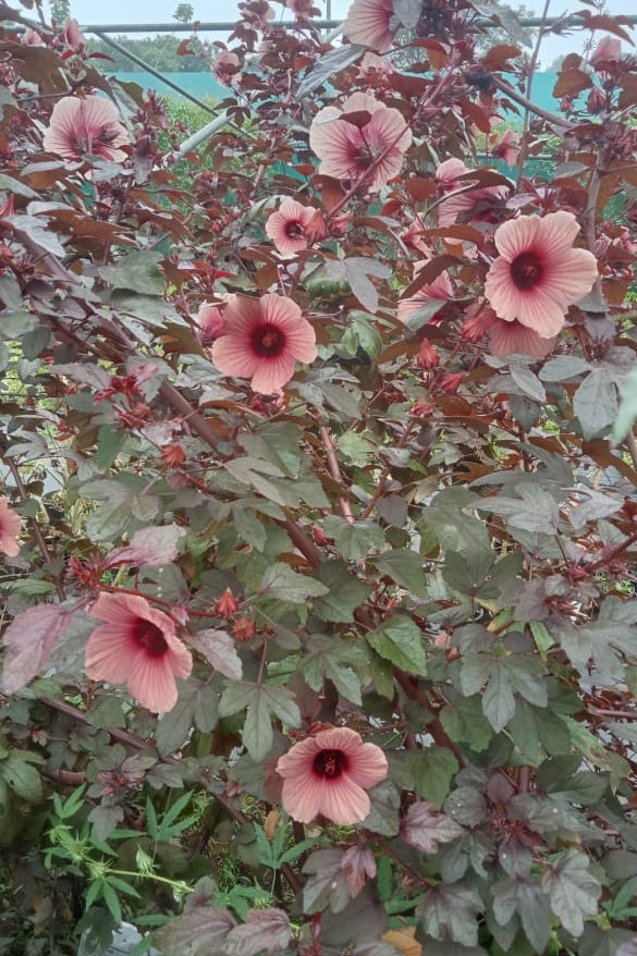 Full red gongura seeds (Red leaves with pink flower pulicha keerai)