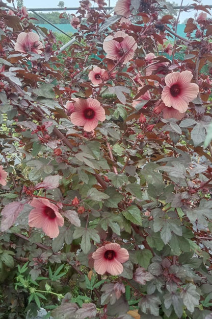 Full red gongura seeds (Red leaves with pink flower pulicha keerai)