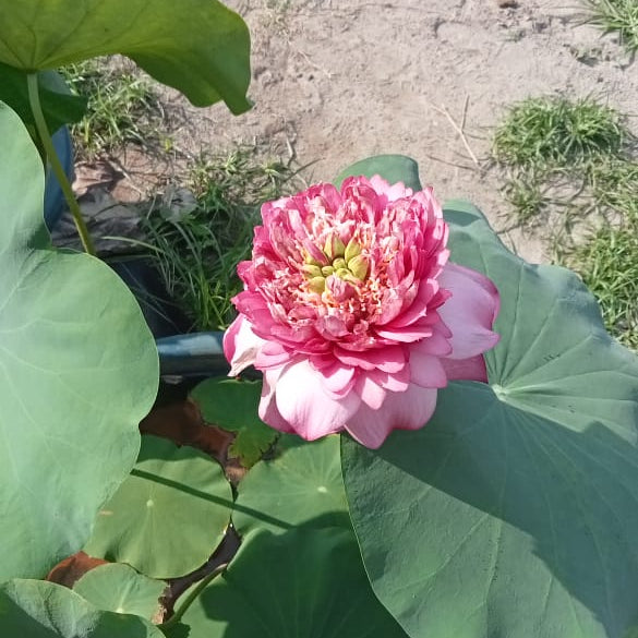 'Kaveri' lotus tuber