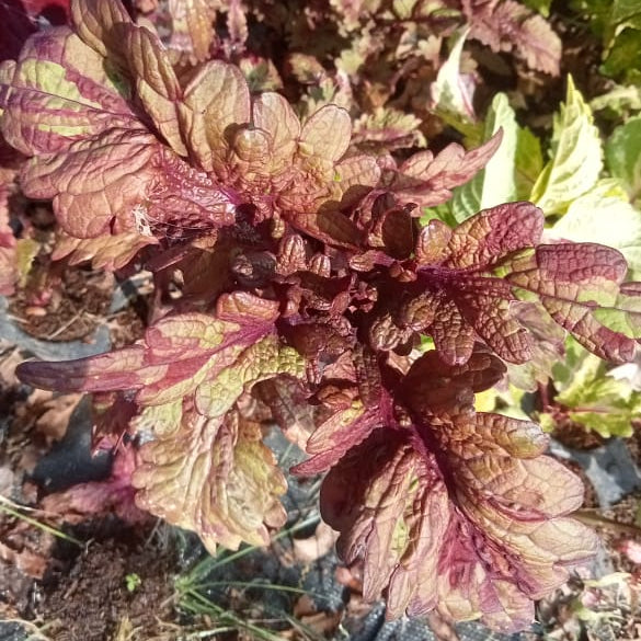 Coleus pink dragon plant