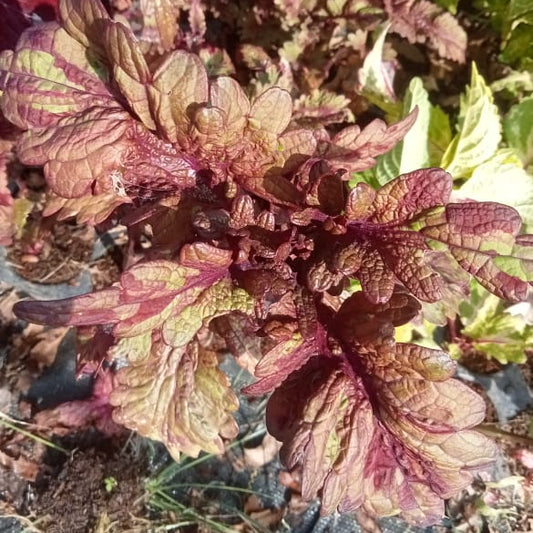 Coleus pink dragon plant